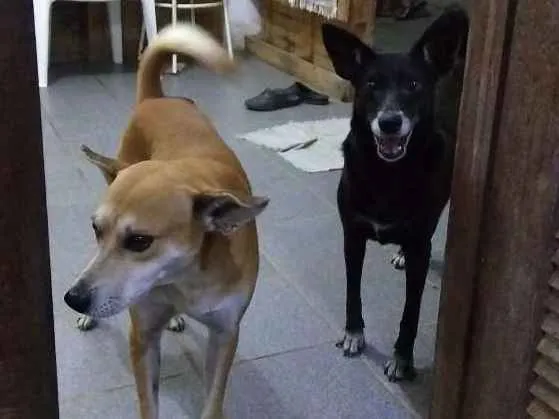 Cachorro ra a SRD idade  nome Pretinha e Pivete