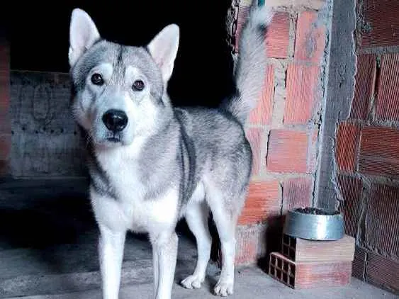 Cachorro raça Husky siberiano idade 3 anos nome Apolo