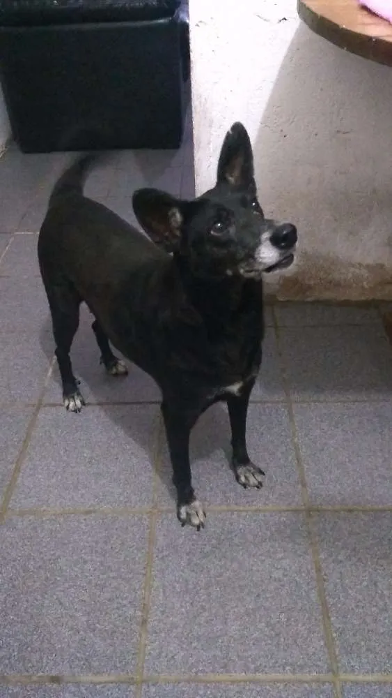 Cachorro ra a SRD idade  nome Pretinha e Pivete