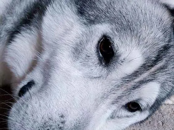 Cachorro raça Husky siberiano idade 3 anos nome Apolo