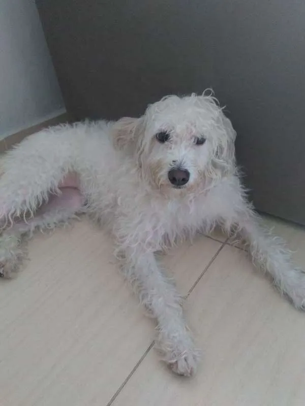 Cachorro ra a Mestiço idade 3 anos nome Lunna