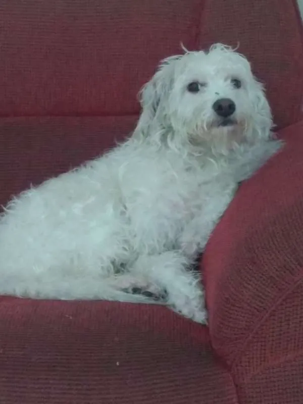 Cachorro ra a Mestiço idade 3 anos nome Lunna