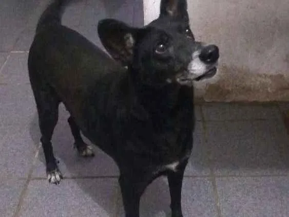 Cachorro ra a SRD idade  nome Pretinha e Pivete