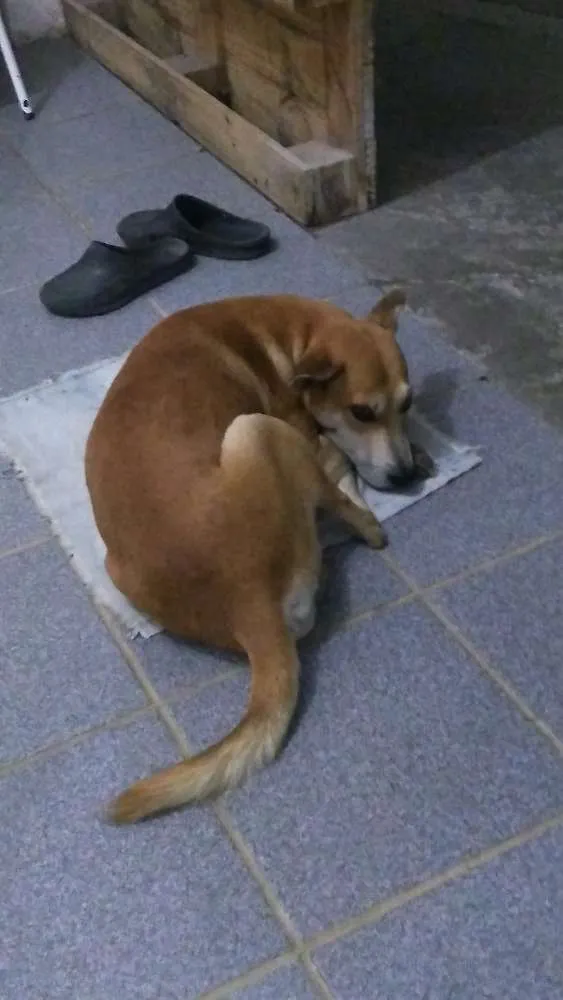 Cachorro ra a SRD idade  nome Pretinha e Pivete