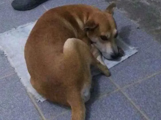 Cachorro ra a SRD idade  nome Pretinha e Pivete