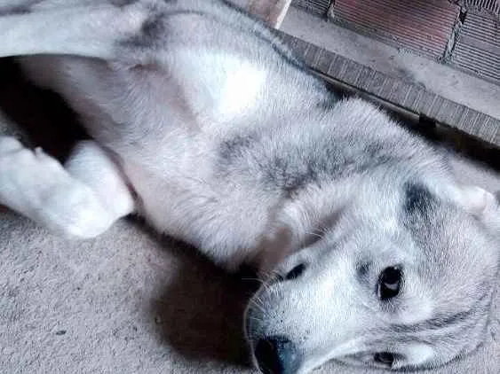 Cachorro raça Husky siberiano idade 3 anos nome Apolo