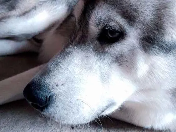 Cachorro raça Husky siberiano idade 3 anos nome Apolo