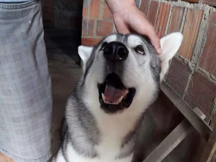Cachorro raça Husky siberiano idade 3 anos nome Apolo