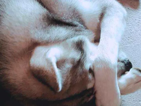 Cachorro raça Husky siberiano idade 3 anos nome Apolo