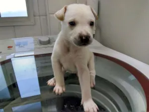 Cachorro raça SRD idade Abaixo de 2 meses nome Filhotinhos