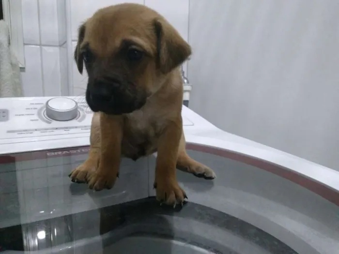 Cachorro ra a SRD idade Abaixo de 2 meses nome Filhotinhos