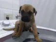 Filhotinhos