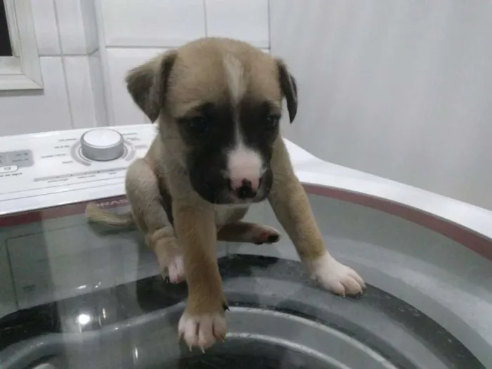 Cachorro ra a SRD idade Abaixo de 2 meses nome Filhotinhos