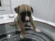 Filhotinhos