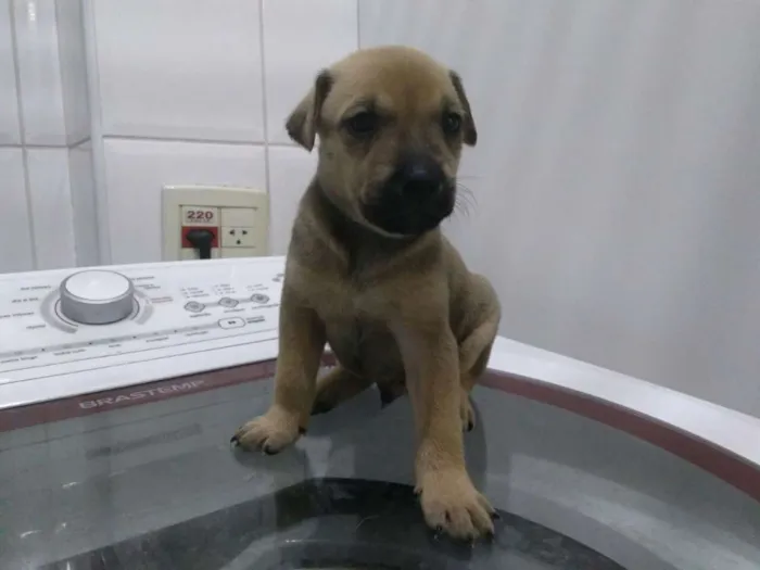 Cachorro ra a SRD idade Abaixo de 2 meses nome Filhotinhos