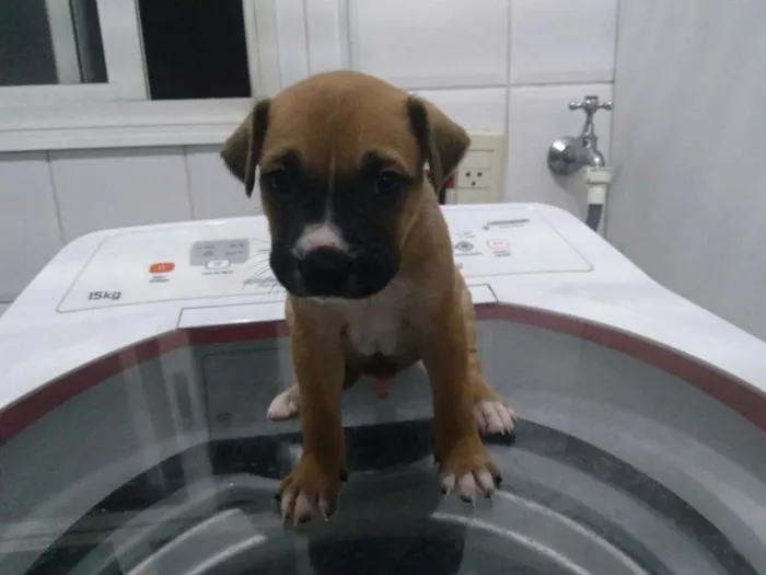 Cachorro ra a SRD idade Abaixo de 2 meses nome Filhotinhos