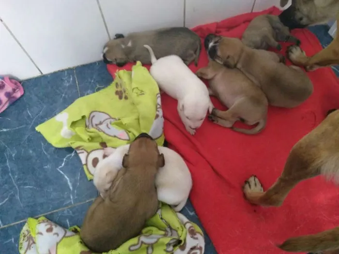 Cachorro ra a SRD idade Abaixo de 2 meses nome Filhotinhos