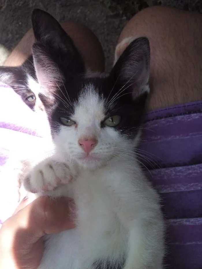 Gato ra a  idade Abaixo de 2 meses nome Sem Nome