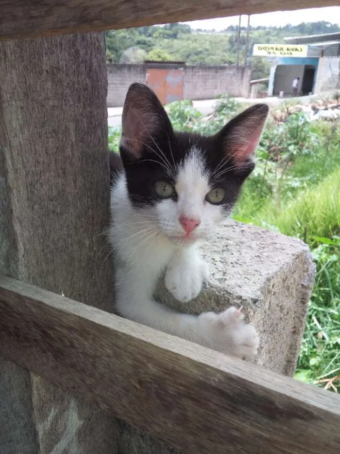 Gato ra a  idade Abaixo de 2 meses nome Sem Nome