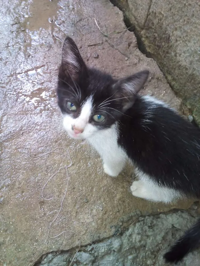 Gato ra a  idade Abaixo de 2 meses nome Sem Nome