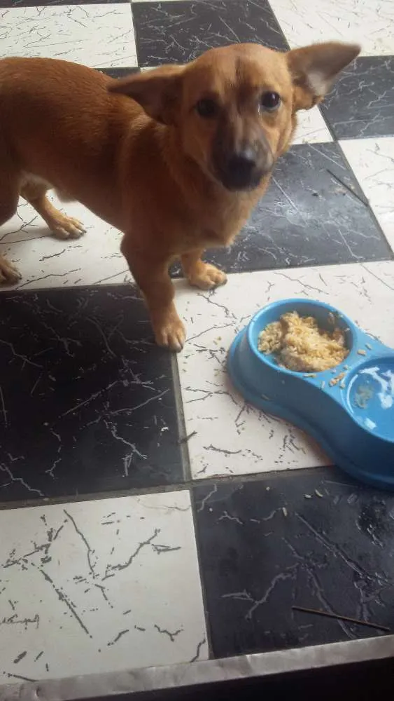 Cachorro ra a Nn sabemos idade 1 ano nome Niraj