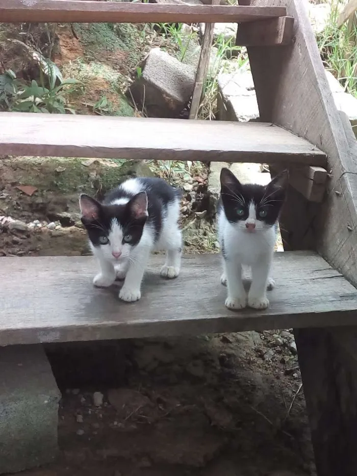 Gato ra a  idade Abaixo de 2 meses nome Sem Nome
