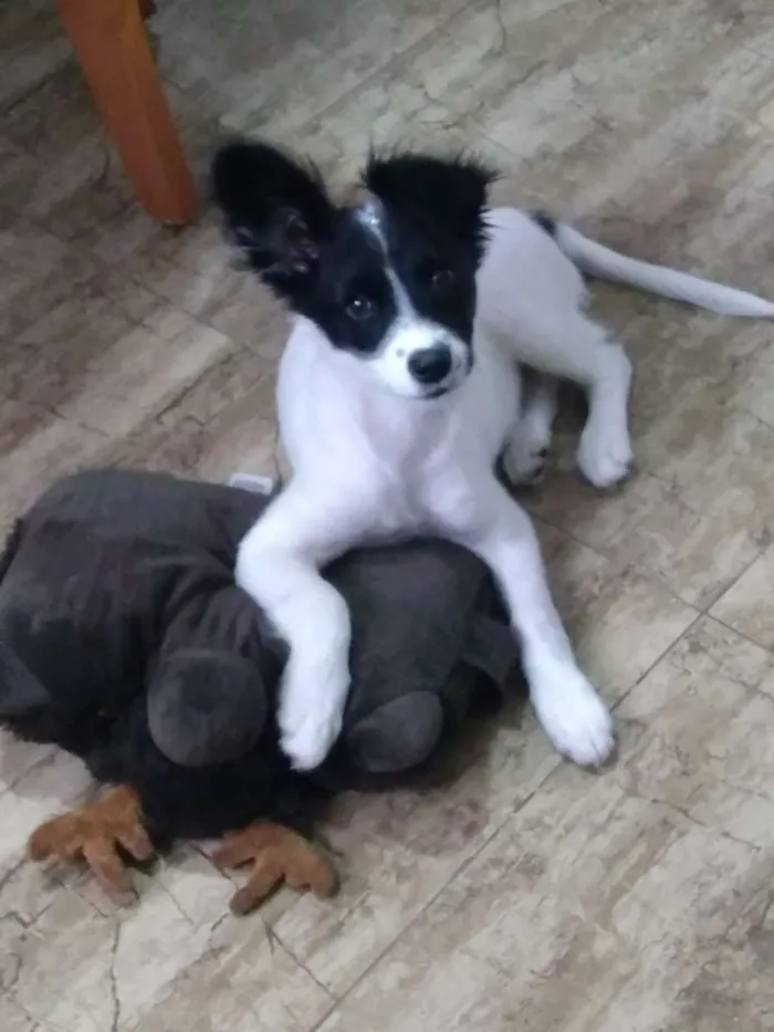Cachorro ra a Srd idade 2 a 6 meses nome Clarinha