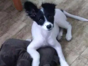 Cachorro raça Srd idade 2 a 6 meses nome Clarinha