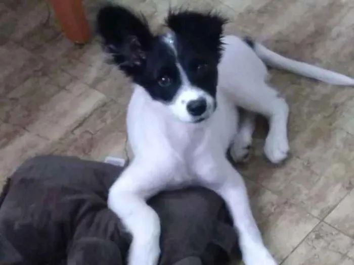 Cachorro ra a Srd idade 2 a 6 meses nome Clarinha