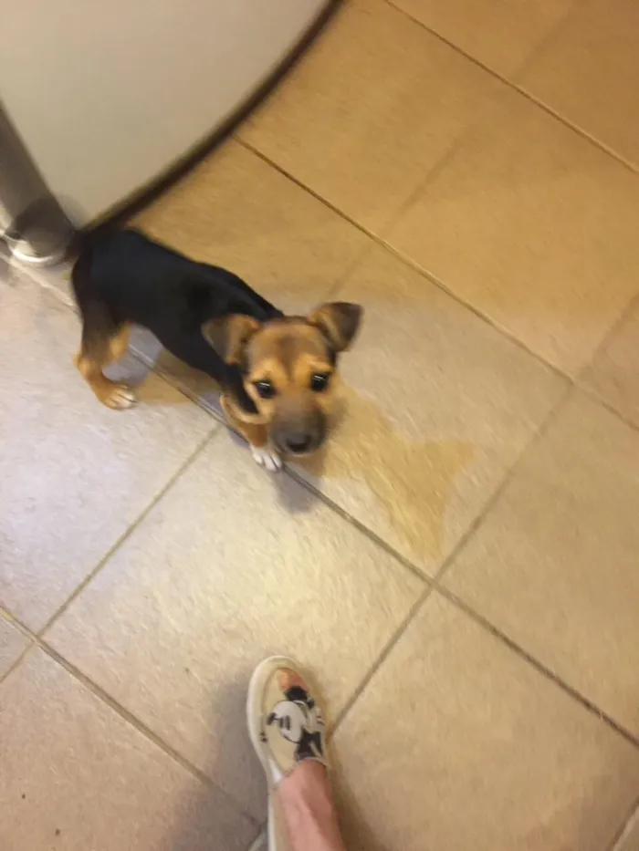Cachorro ra a Vira lata idade 2 a 6 meses nome Lisi