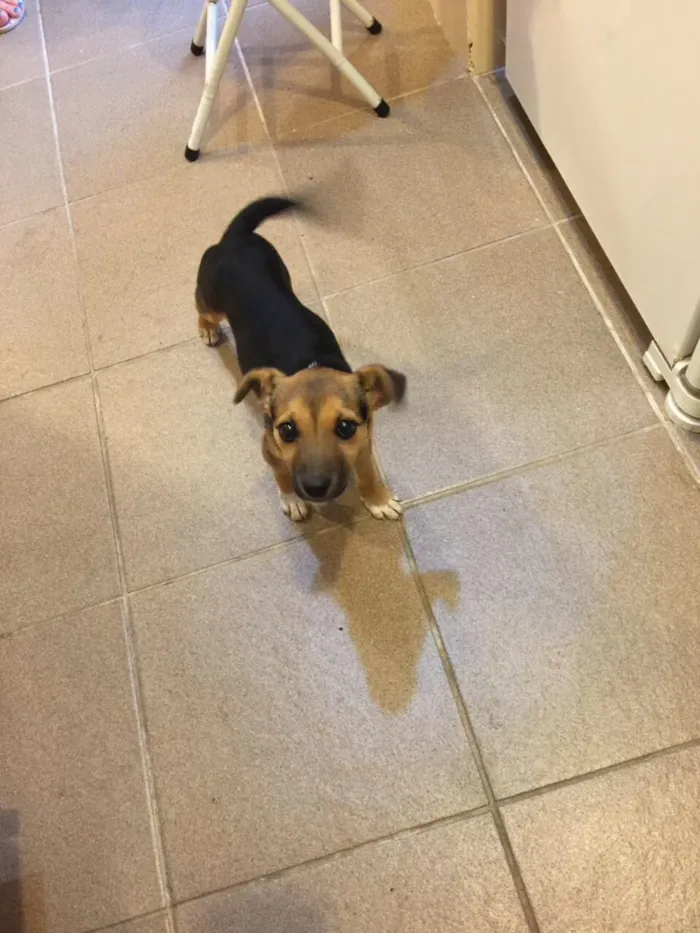 Cachorro ra a Vira lata idade 2 a 6 meses nome Lisi
