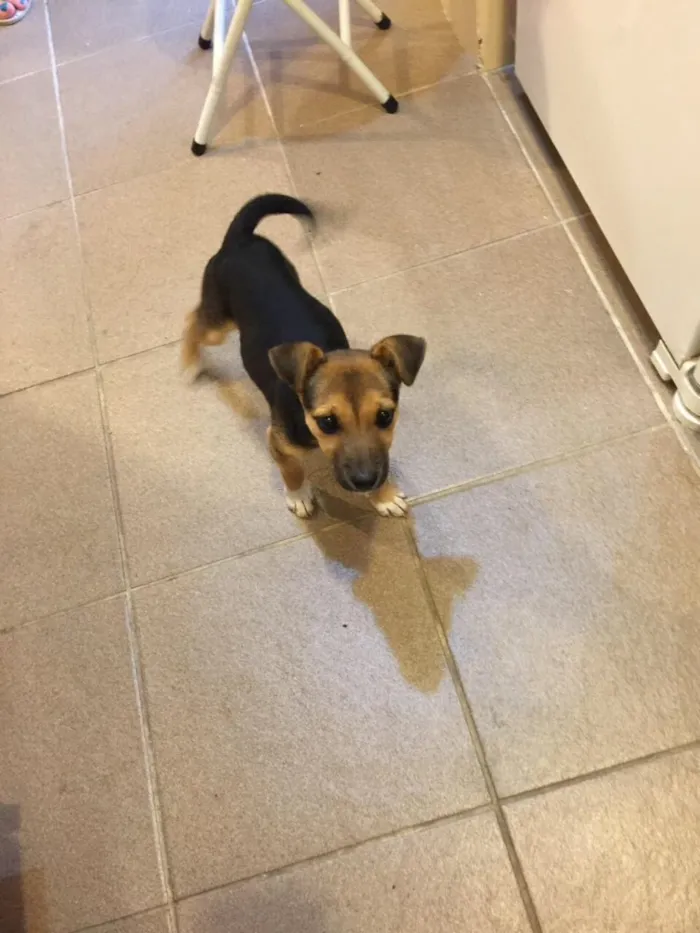 Cachorro ra a Vira lata idade 2 a 6 meses nome Lisi