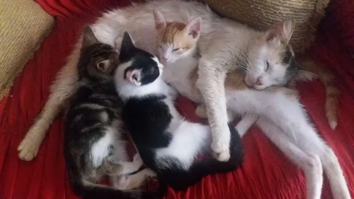 Gato raça Vira lata idade 2 a 6 meses nome Pretinho