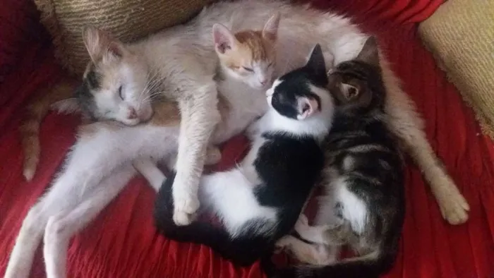 Gato raça Vira lata idade 2 a 6 meses nome Amarelo