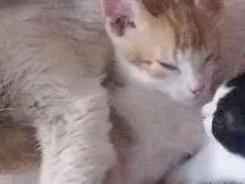 Gato raça Vira lata idade 2 a 6 meses nome Amarelo