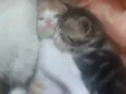 Tigrinho