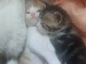 Gato raça Vira lata idade 2 a 6 meses nome Tigrinho