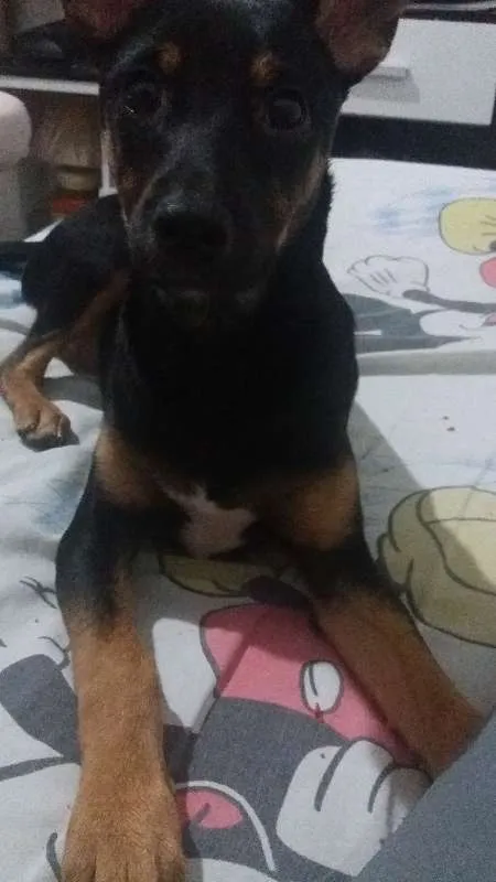 Cachorro ra a Indefinida idade 2 a 6 meses nome Mel