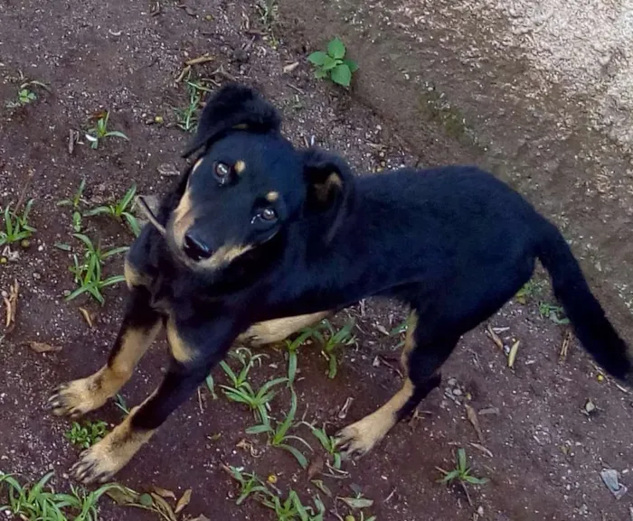 Cachorro ra a Raça indefinida idade 7 a 11 meses nome Pandora