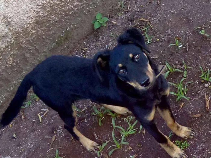 Cachorro ra a Raça indefinida idade 7 a 11 meses nome Pandora