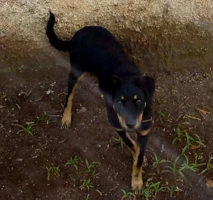 Cachorro ra a Raça indefinida idade 7 a 11 meses nome Pandora