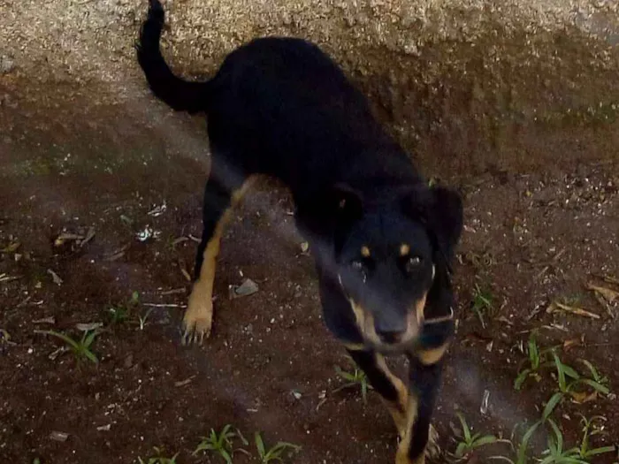 Cachorro ra a Raça indefinida idade 7 a 11 meses nome Pandora
