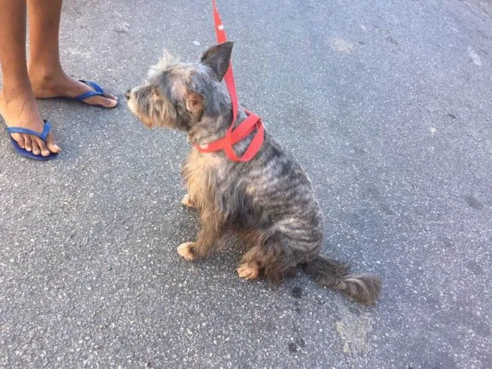 Cachorro ra a Srd idade 4 anos nome Barhô