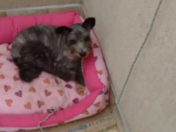 Cachorro ra a Srd idade 4 anos nome Barhô