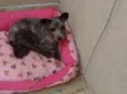 Barhô