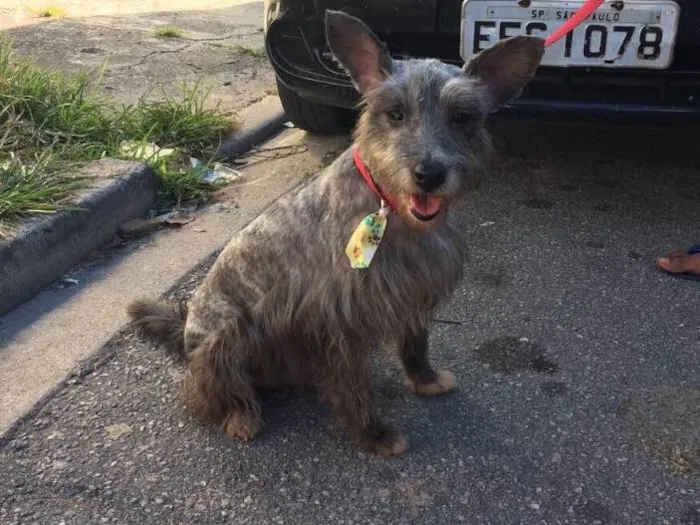 Cachorro ra a Srd idade 4 anos nome Barhô