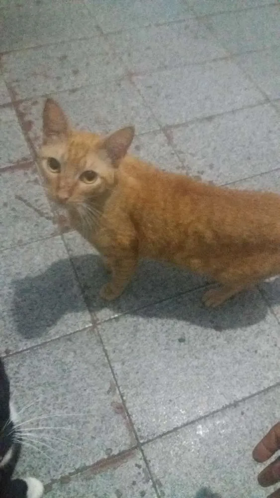 Gato ra a Não sei  idade 2 a 6 meses nome Ainda não tem 