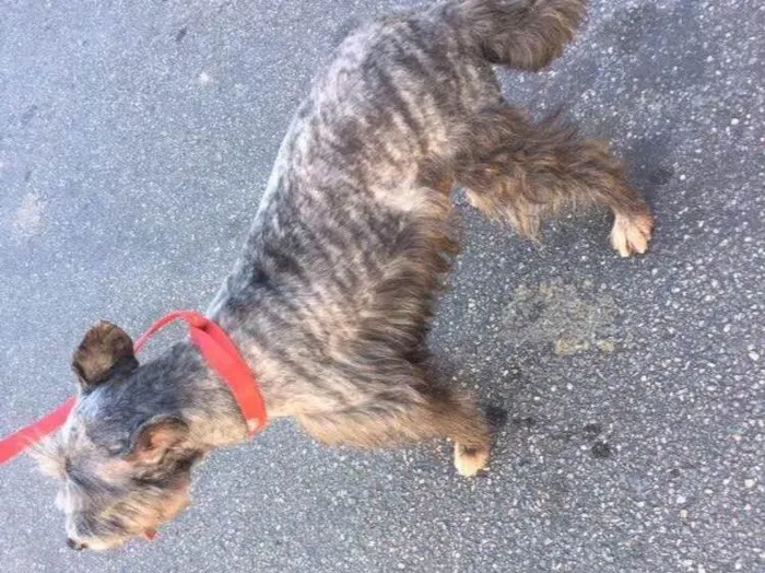 Cachorro ra a Srd idade 4 anos nome Barhô