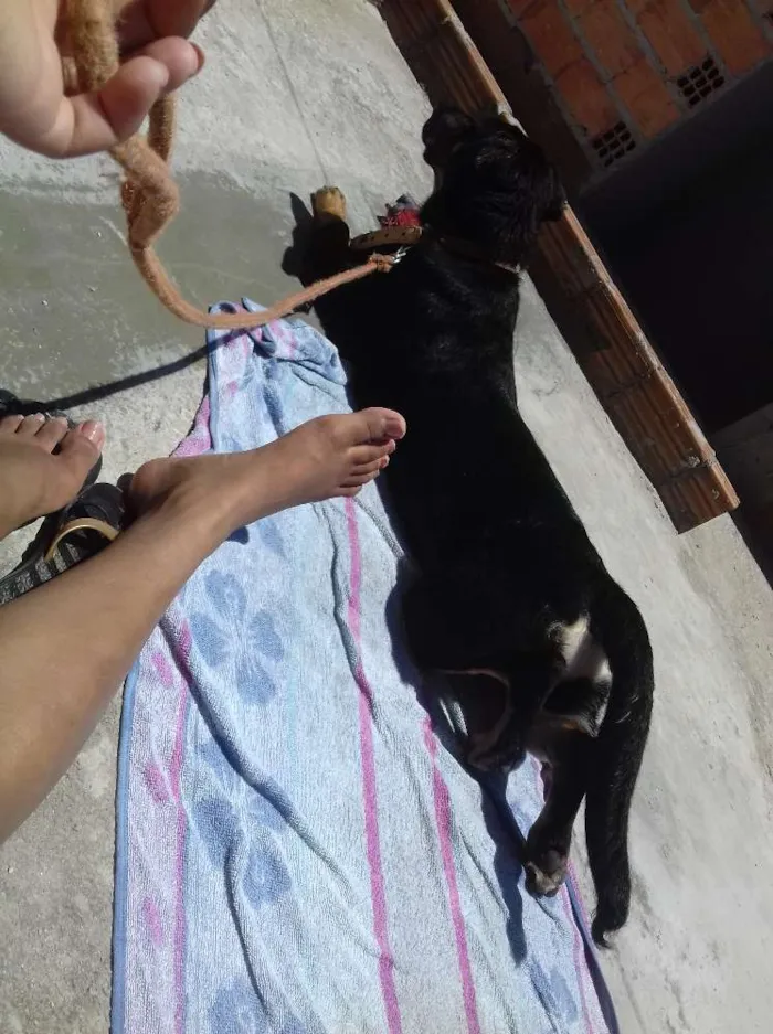 Cachorro ra a Rottwaler misturado idade 2 a 6 meses nome Luna