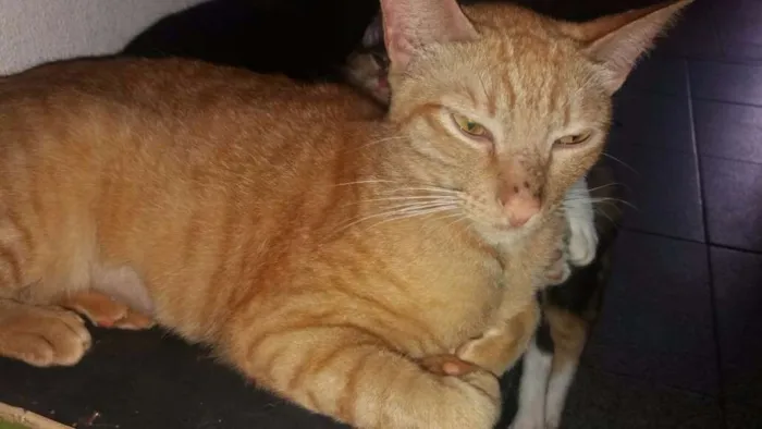 Gato ra a Não sei  idade 2 a 6 meses nome Ainda não tem 